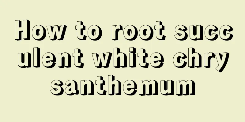 How to root succulent white chrysanthemum