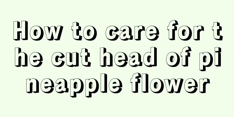 How to care for the cut head of pineapple flower