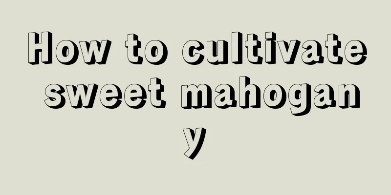 How to cultivate sweet mahogany