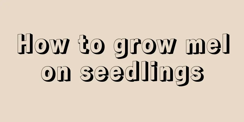 How to grow melon seedlings