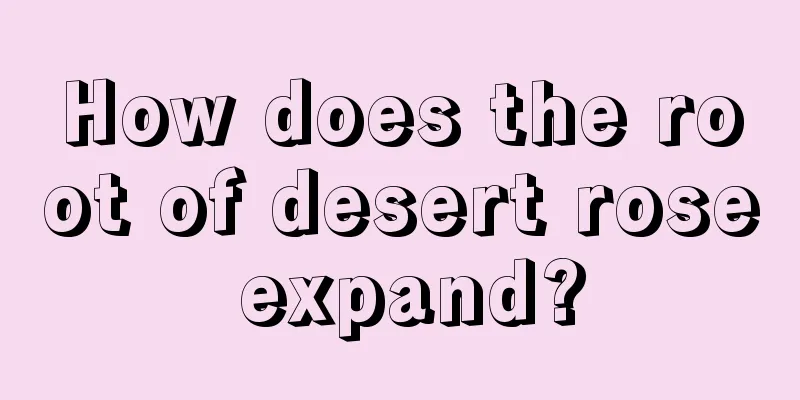 How does the root of desert rose expand?