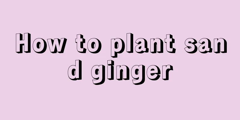 How to plant sand ginger