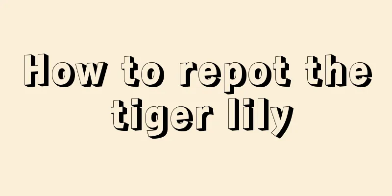 How to repot the tiger lily