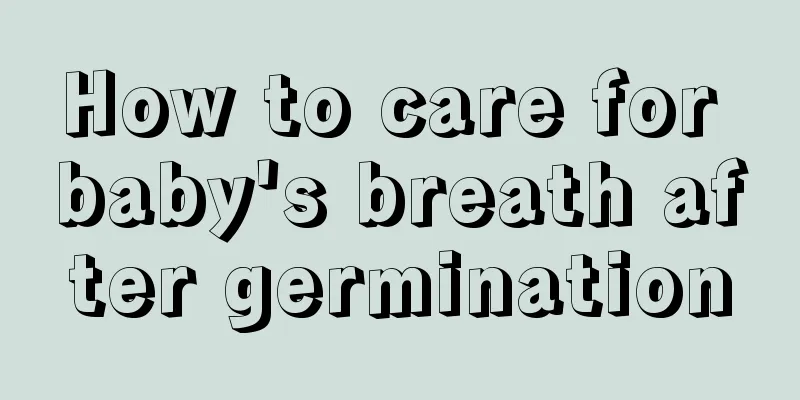 How to care for baby's breath after germination