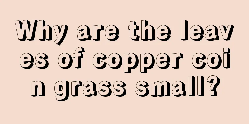 Why are the leaves of copper coin grass small?