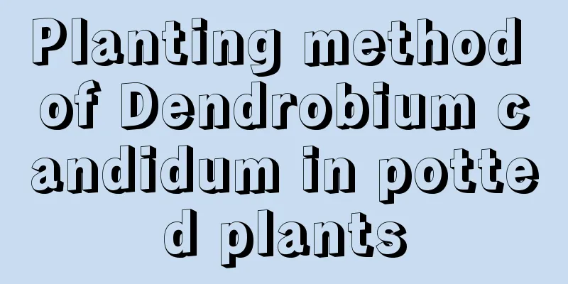 Planting method of Dendrobium candidum in potted plants