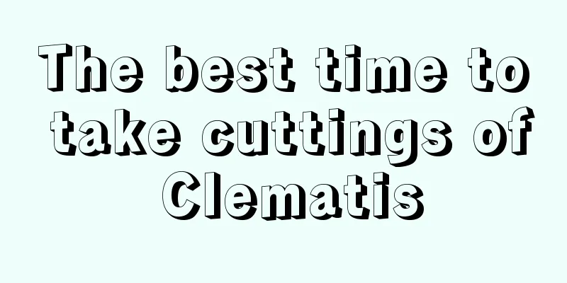 The best time to take cuttings of Clematis