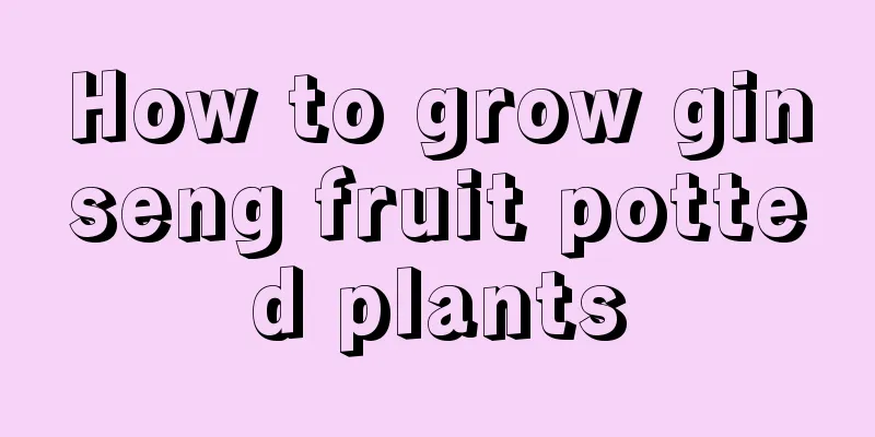 How to grow ginseng fruit potted plants