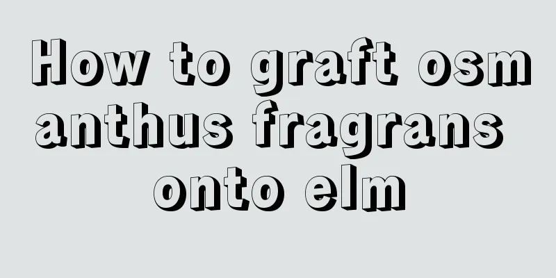 How to graft osmanthus fragrans onto elm