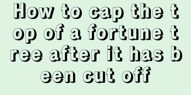 How to cap the top of a fortune tree after it has been cut off