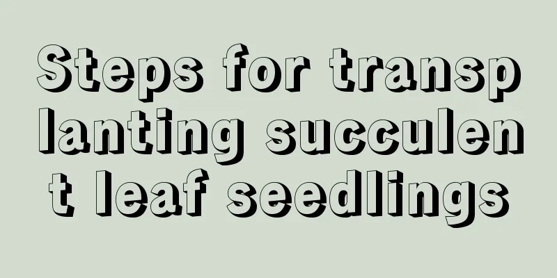 Steps for transplanting succulent leaf seedlings