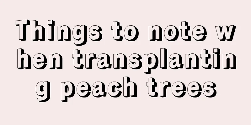 Things to note when transplanting peach trees