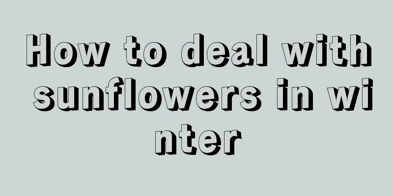 How to deal with sunflowers in winter