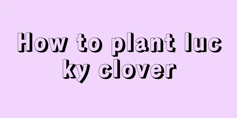 How to plant lucky clover