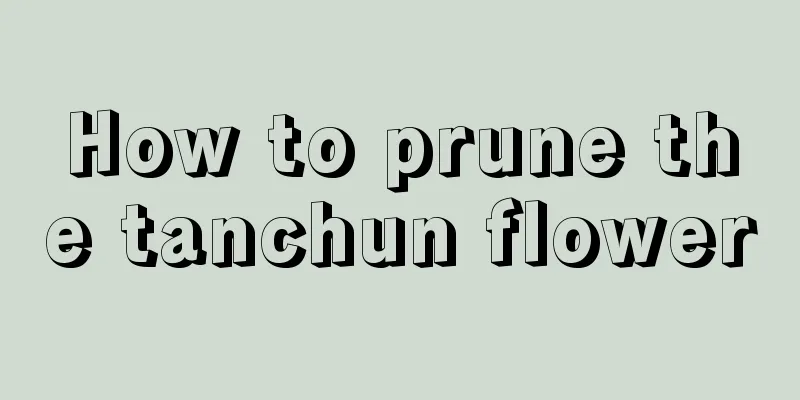 How to prune the tanchun flower