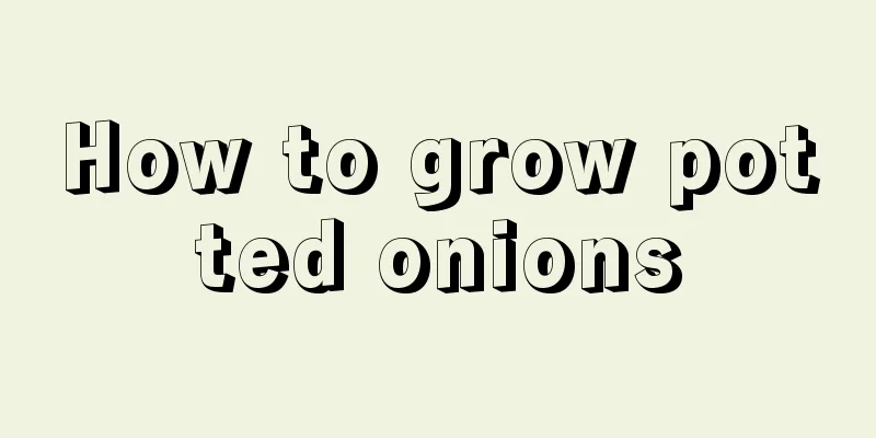 How to grow potted onions