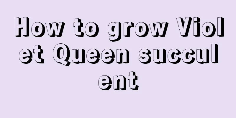 How to grow Violet Queen succulent