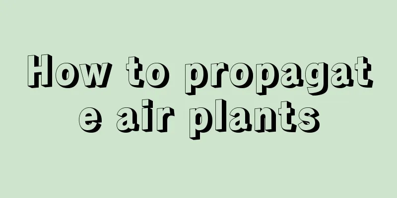 How to propagate air plants