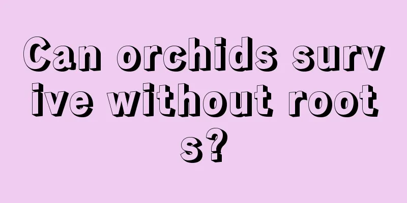 Can orchids survive without roots?