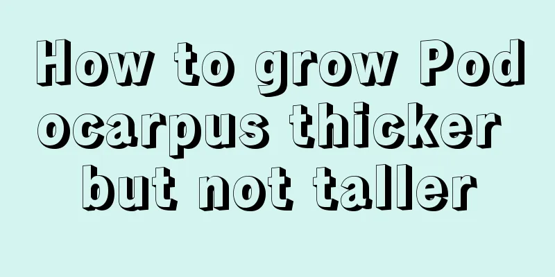 How to grow Podocarpus thicker but not taller