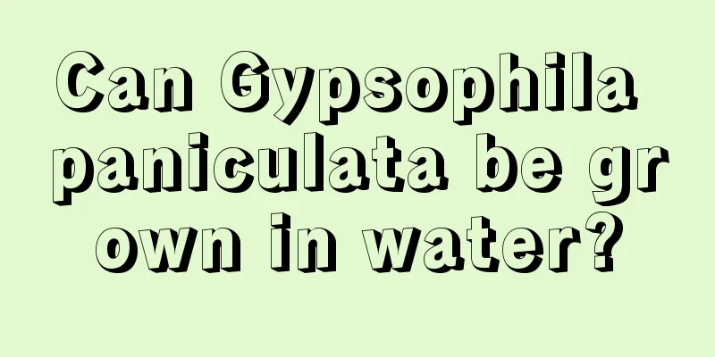 Can Gypsophila paniculata be grown in water?