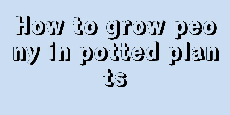 How to grow peony in potted plants