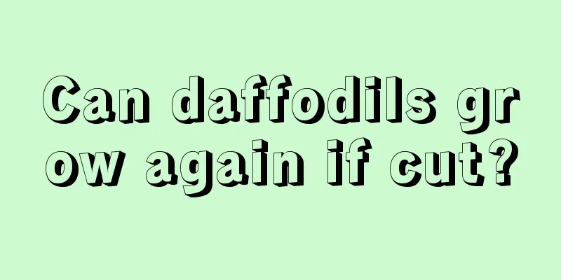 Can daffodils grow again if cut?