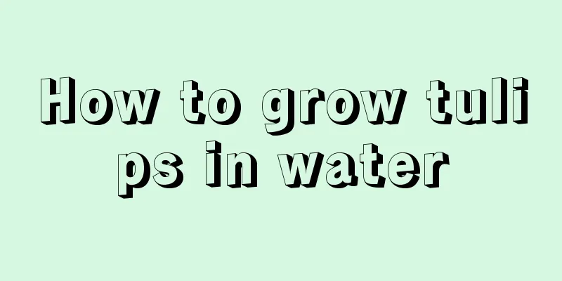 How to grow tulips in water