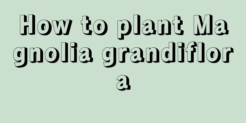 How to plant Magnolia grandiflora