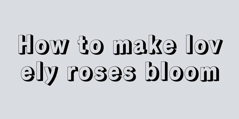 How to make lovely roses bloom