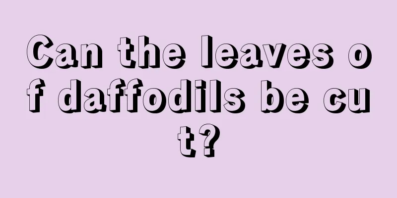 Can the leaves of daffodils be cut?