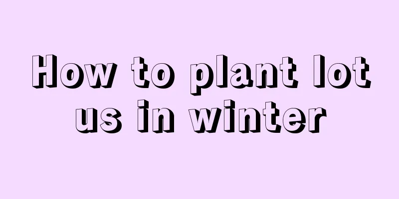 How to plant lotus in winter