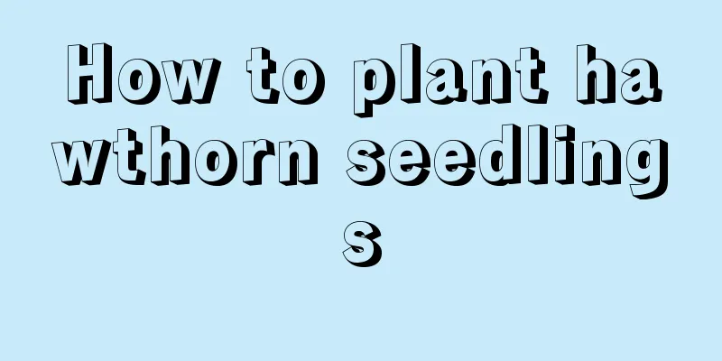 How to plant hawthorn seedlings