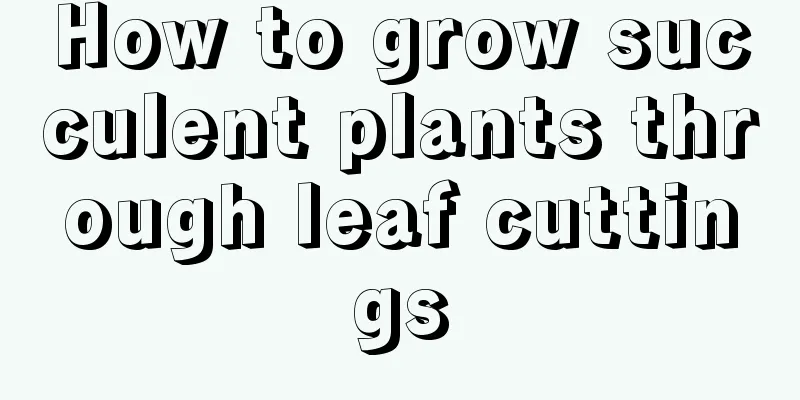 How to grow succulent plants through leaf cuttings