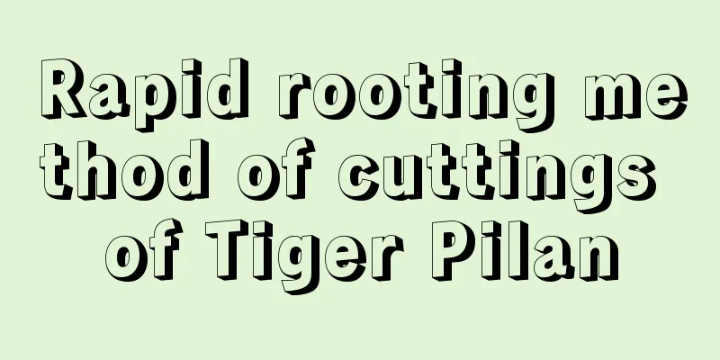 Rapid rooting method of cuttings of Tiger Pilan