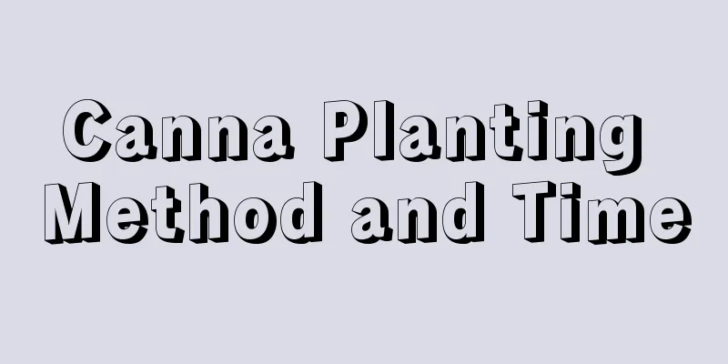 Canna Planting Method and Time