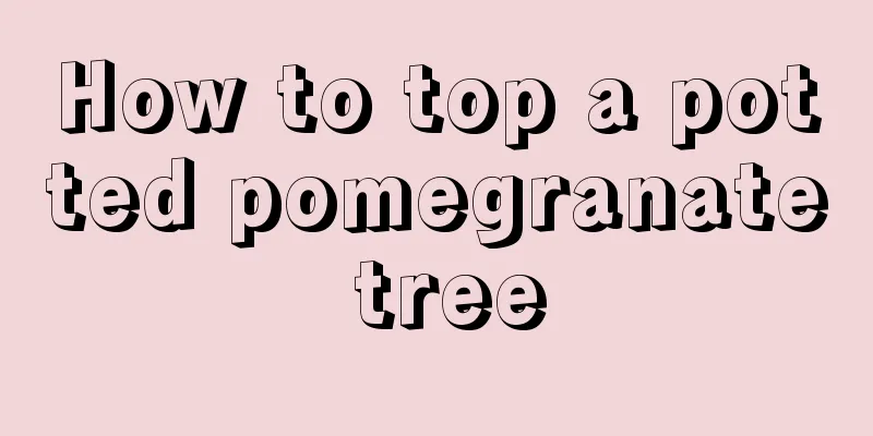 How to top a potted pomegranate tree