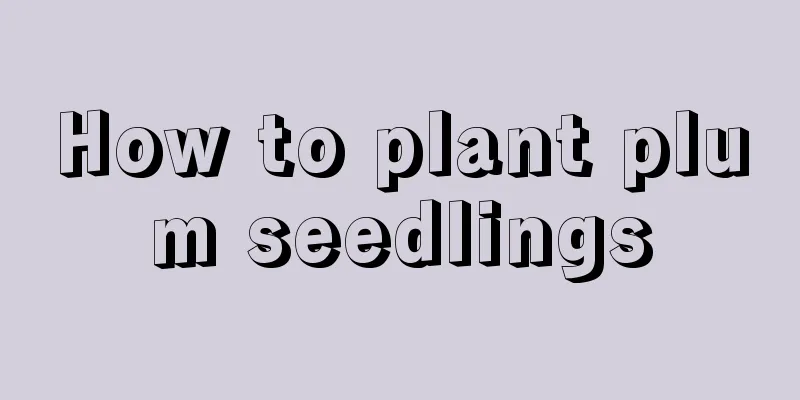 How to plant plum seedlings