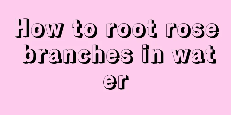 How to root rose branches in water