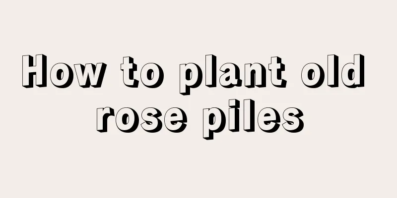 How to plant old rose piles