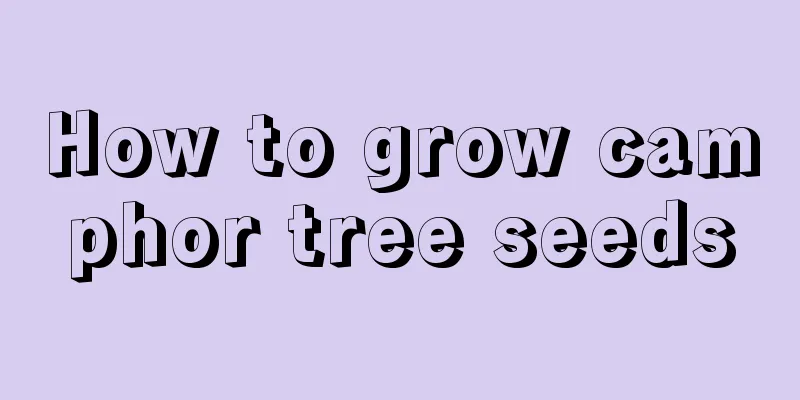 How to grow camphor tree seeds