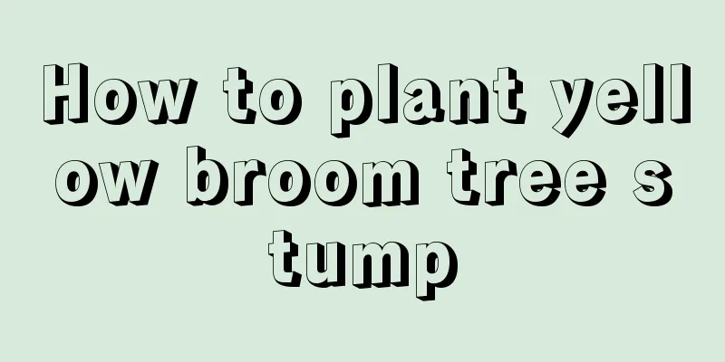 How to plant yellow broom tree stump