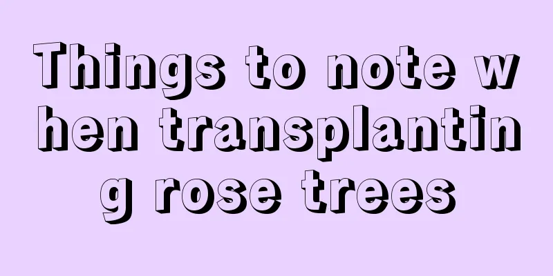 Things to note when transplanting rose trees