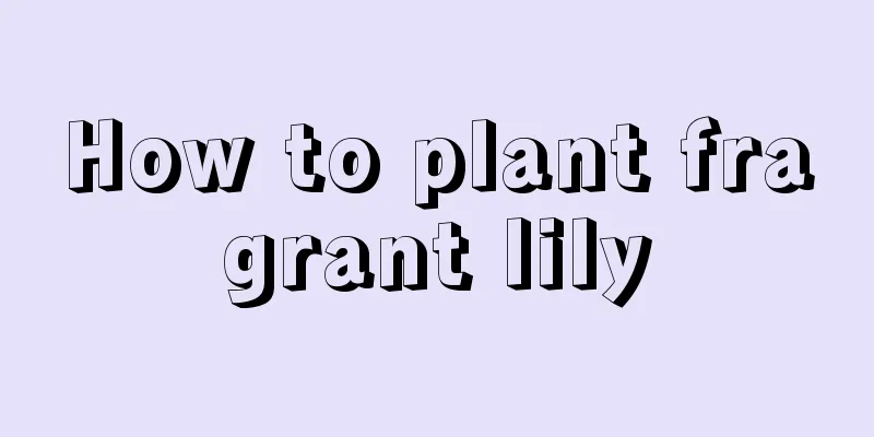 How to plant fragrant lily