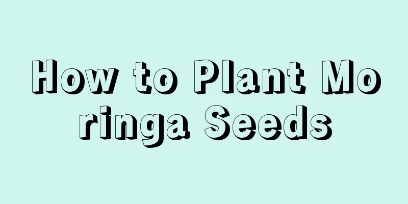 How to Plant Moringa Seeds