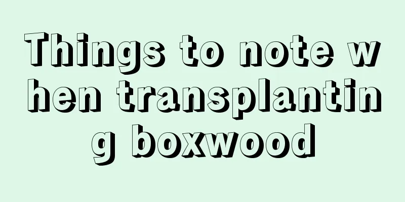 Things to note when transplanting boxwood