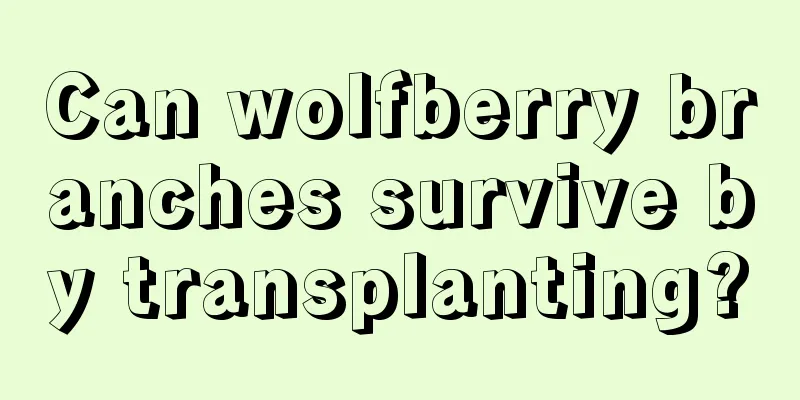 Can wolfberry branches survive by transplanting?