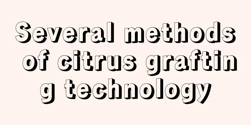 Several methods of citrus grafting technology