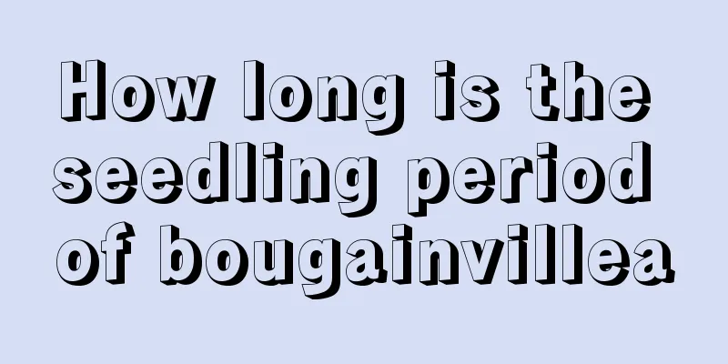 How long is the seedling period of bougainvillea