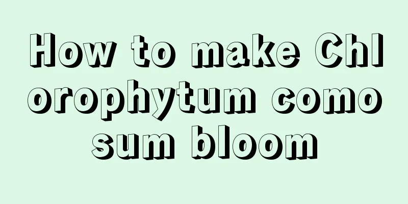 How to make Chlorophytum comosum bloom